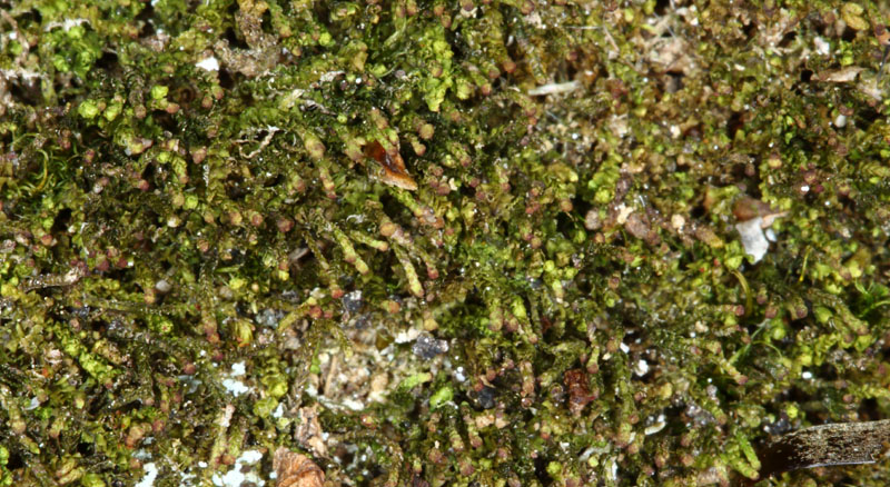 Neoorthocaulis attenuatus